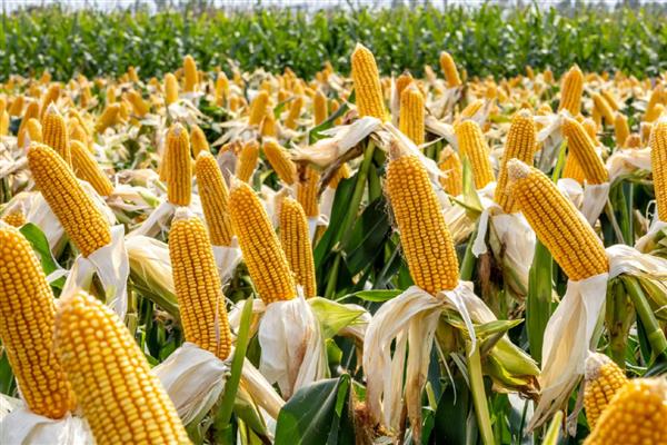 玉米种植的步骤,根据各地土壤墒情、气温确定播期