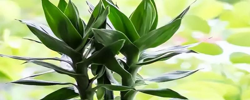 莲花竹为什么要养三棵，三棵寓意着运势节节高升