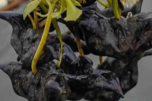 菱角种子的价格,大约在10-15元左右一斤