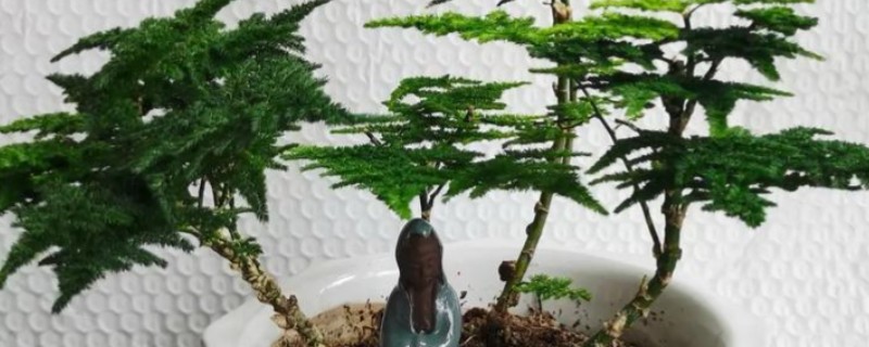 云竹如何养殖，冬季接受散光就可以