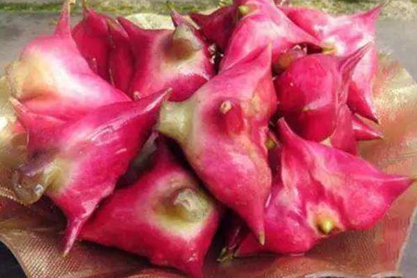 菱角种子的价格,大约在10-15元左右一斤