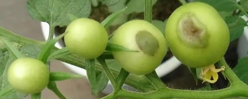 西红柿烂屁股的原因，多半是得了脐腐病导致的