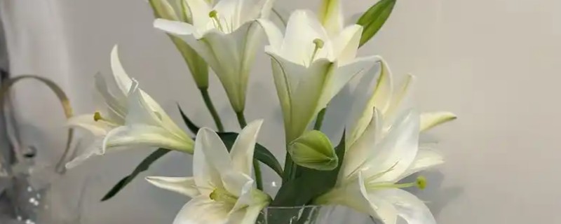 水插百合花可以活多久，通常是7-20天