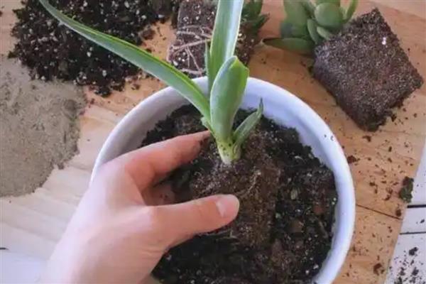 绿植里面有蚂蚁怎么处理，需及时更换盆土