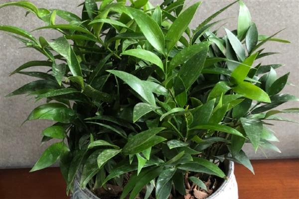 绿植里面有蚂蚁怎么处理，需及时更换盆土