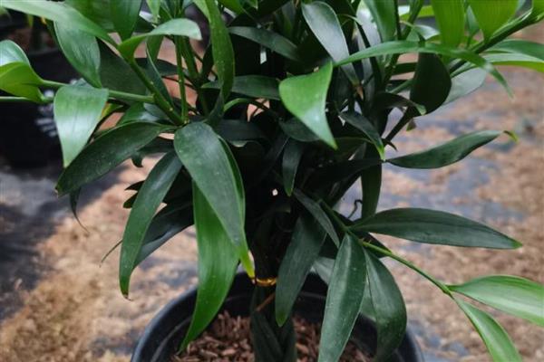 绿植里面有蚂蚁怎么处理，需及时更换盆土