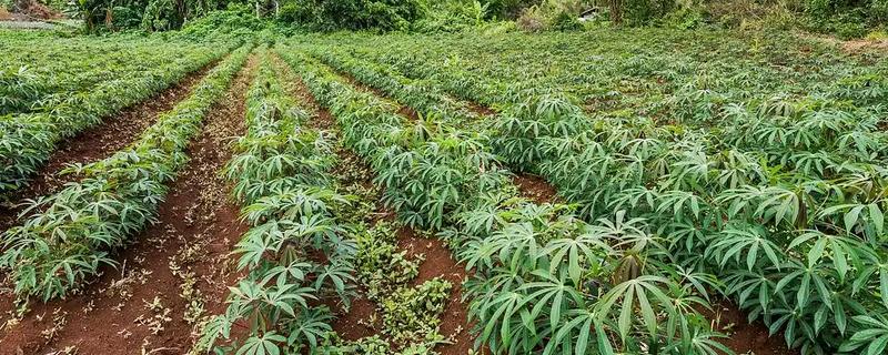 木薯多久浇水一次，露地种植一般10-15天浇水一次