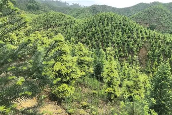 林业病虫害的种类,病害主要有白粉病、煤烟菌病等