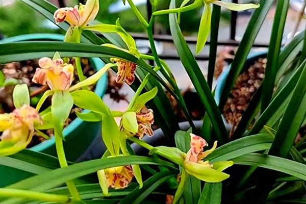 兰花开花的含义,寓意万物复苏、好运等