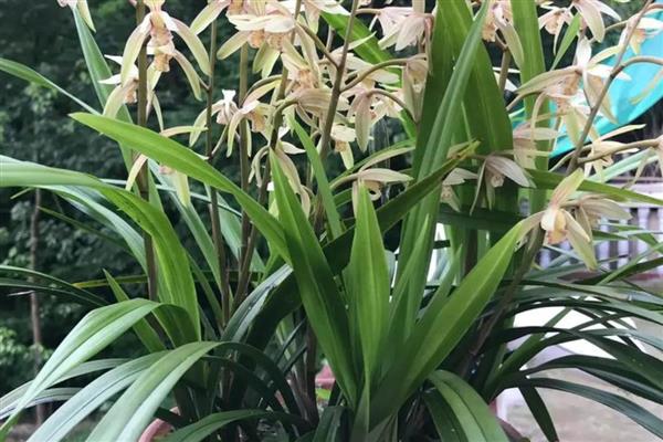 兰花开花的含义,寓意万物复苏、好运等