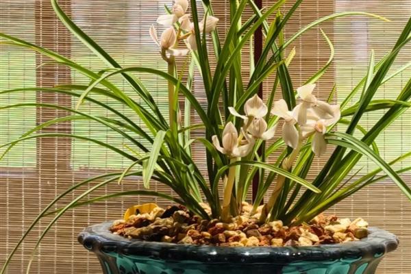 兰花开花的含义,寓意万物复苏、好运等