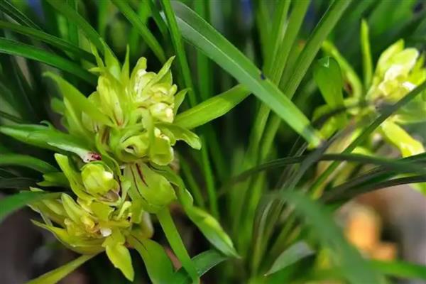 兰花开花的含义,寓意万物复苏、好运等