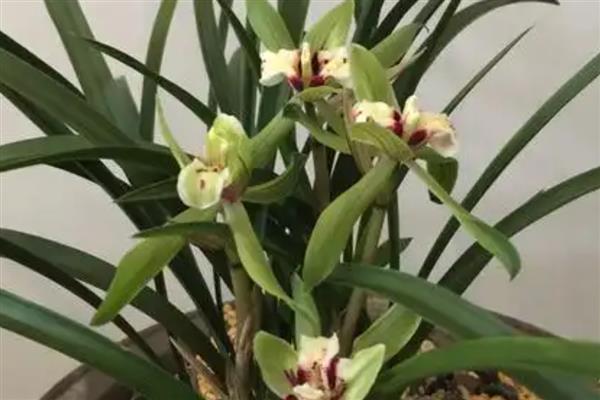 兰花开花的含义,寓意万物复苏、好运等
