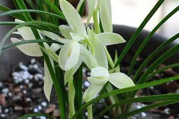 兰花开花的含义,寓意万物复苏、好运等