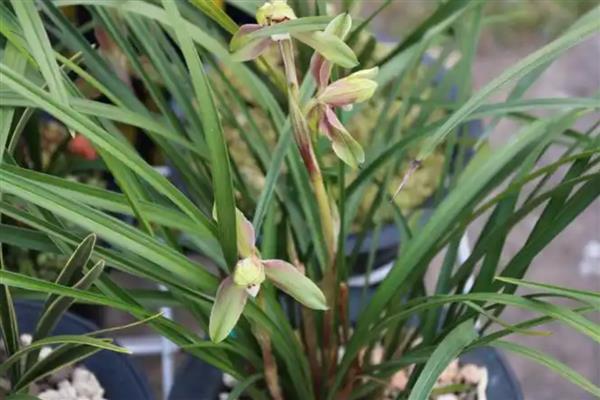 兰花开花的含义,寓意万物复苏、好运等