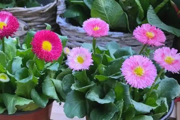 小雏菊如何养殖,每隔2-3周追肥一次