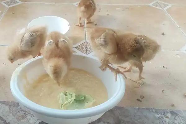 小鸡的喂养方法,出壳12小时后要喂水