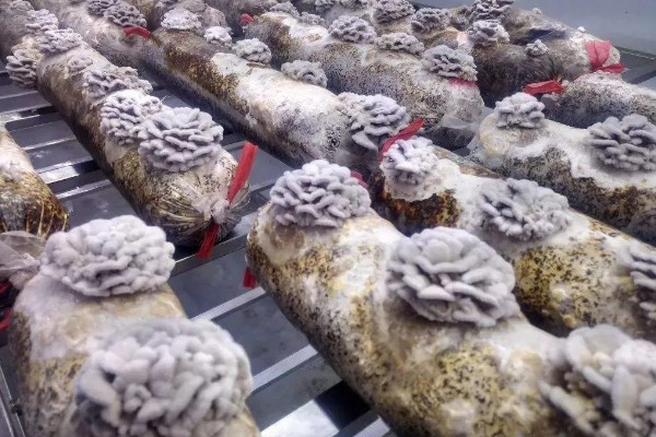白参菌的种植时间，选择春秋两季种植