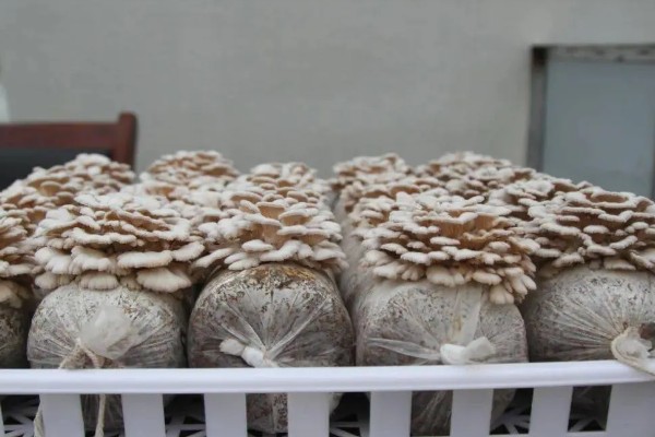 白参菌的种植时间，选择春秋两季种植