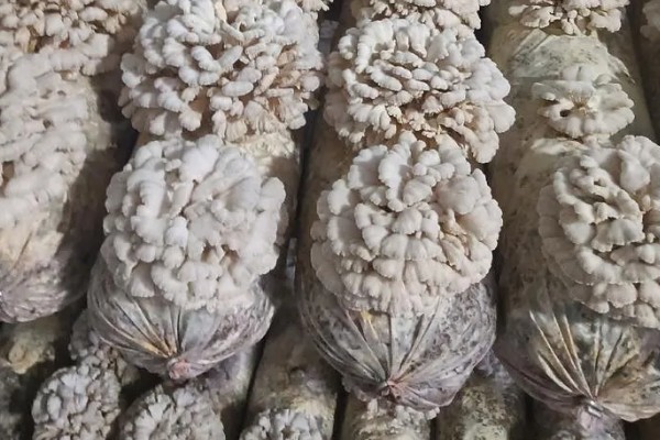 白参菌的种植时间，选择春秋两季种植