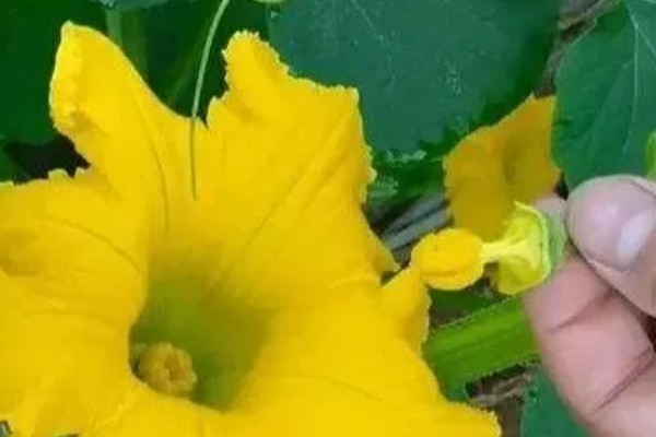 南瓜怎么管理,生长期间需多次中耕除草