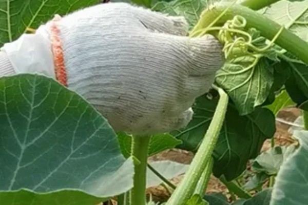 南瓜怎么管理,生长期间需多次中耕除草