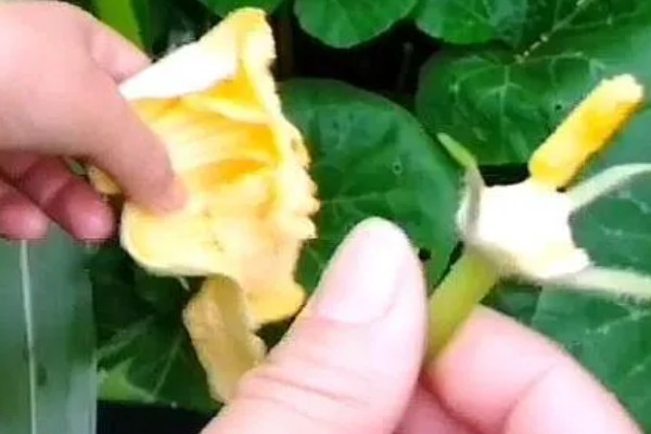 南瓜怎么管理,生长期间需多次中耕除草