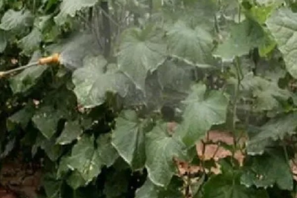 南瓜怎么管理,生长期间需多次中耕除草