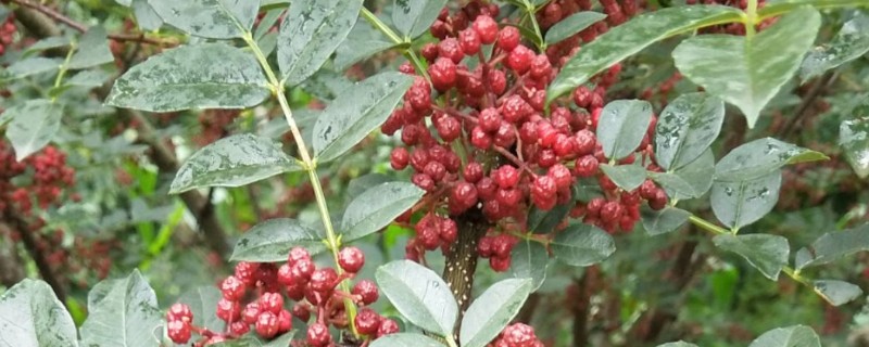 红花椒和青花椒的区别，麻味、颜色、气味等方面不同