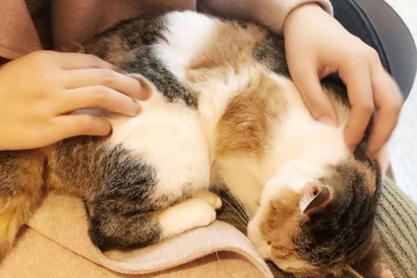 猫咪被吓到后不理主人怎么处理,可将猫咪抱在怀里安抚
