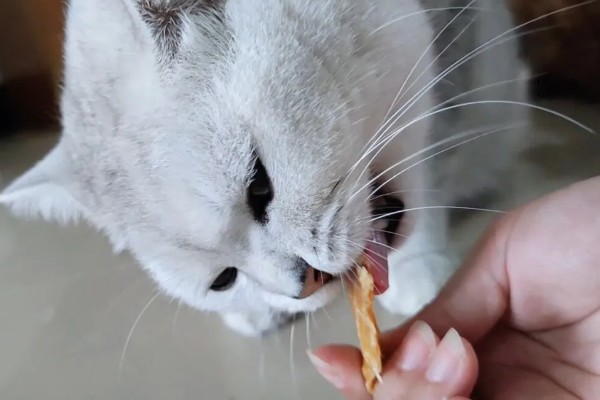 猫咪被吓到后不理主人怎么处理,可将猫咪抱在怀里安抚