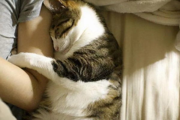 猫咪被吓到后不理主人怎么处理,可将猫咪抱在怀里安抚