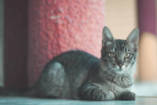 猫咪被吓到后不理主人怎么处理,可将猫咪抱在怀里安抚