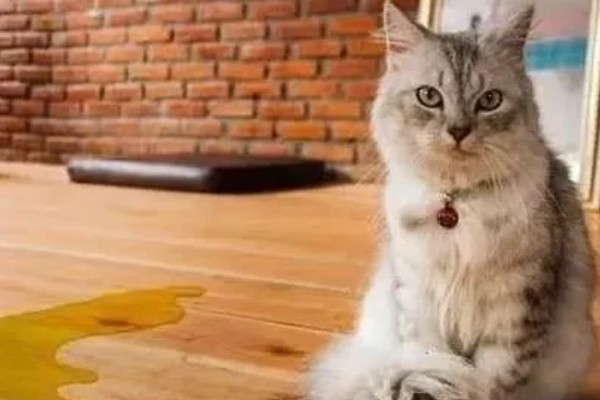 猫咪被吓到后不理主人怎么处理,可将猫咪抱在怀里安抚