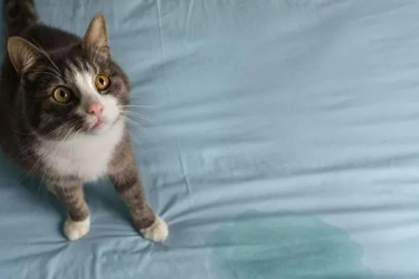 猫咪被吓到后不理主人怎么处理,可将猫咪抱在怀里安抚