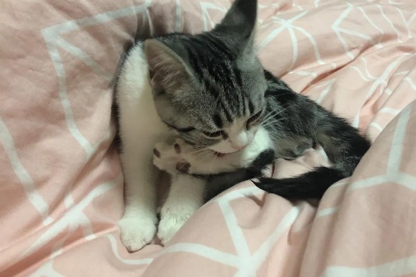 猫咪被吓到后不理主人怎么处理,可将猫咪抱在怀里安抚