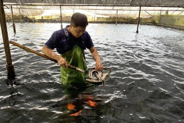 鳗鱼怎么养殖，每平方米投放150尾幼鳗
