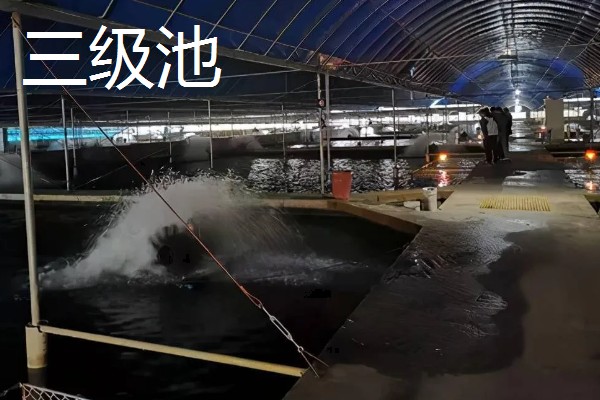 鳗鱼怎么养殖，每平方米投放150尾幼鳗