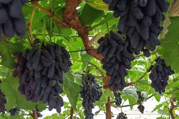 蓝宝石葡萄的习性，生长适温为20-25℃
