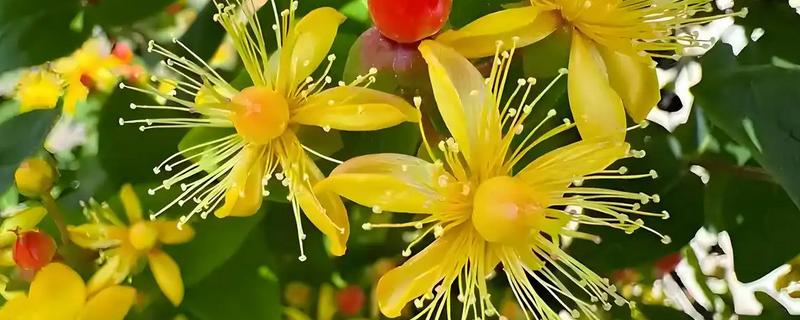 金丝桃有没有毒，是无毒植物