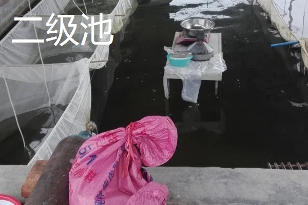 鳗鱼怎么养殖，每平方米投放150尾幼鳗