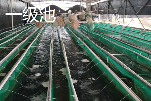鳗鱼怎么养殖，每平方米投放150尾幼鳗
