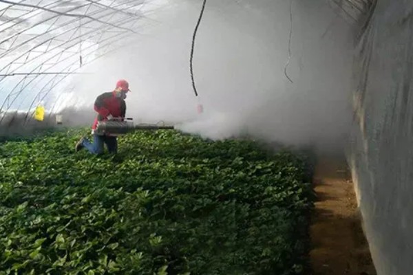 冬天草莓会打药吗，取决于种植户