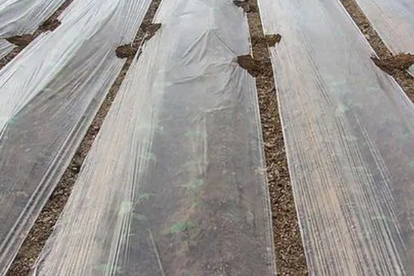 冬天草莓会打药吗，取决于种植户