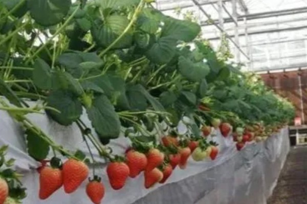冬天草莓会打药吗，取决于种植户