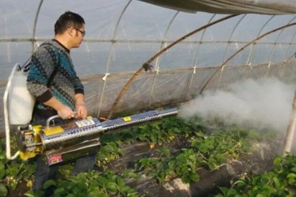 冬天草莓会打药吗，取决于种植户