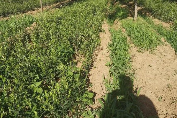 苍术的种植效益，还是有一定发展前景的