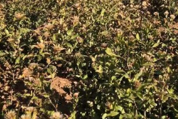 苍术的种植效益，还是有一定发展前景的
