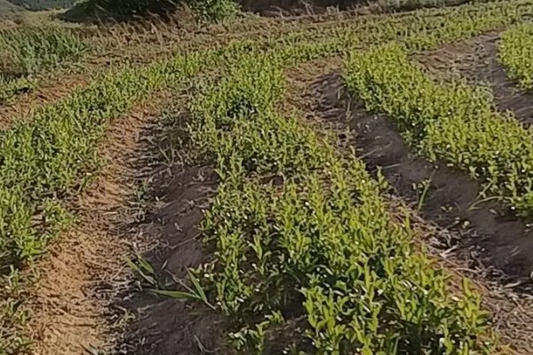 苍术的种植效益，还是有一定发展前景的