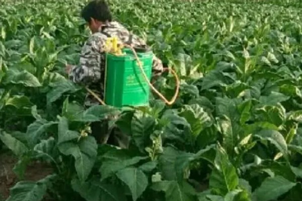 矮壮素适合哪种植物,适合施用在小麦、水稻等作物